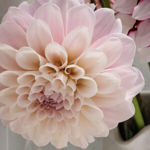 Dahlia Sweet Nathalie