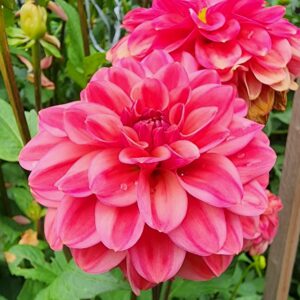 Dahlia Ice Tea