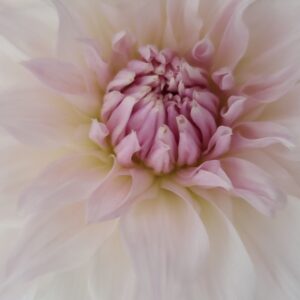 Dahlia Shiloh Noelle