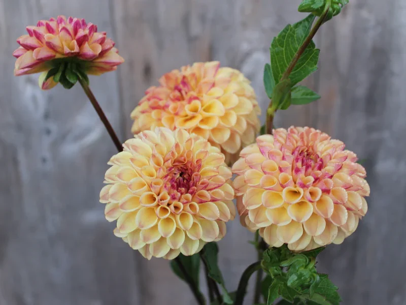 Ferncliff Spice Dahlia