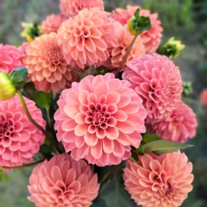 Dahlia Rose Toscano