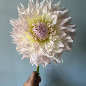 Dahlia KA's Cloud