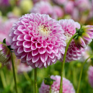 Dahlia Marshmallow Baby light and dark pink with white dahlia petals