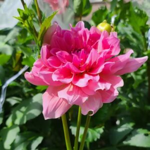 Dahlia Otto's Thrill