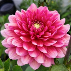 Dahlia Salmon Runner