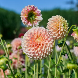 Dahlia Sweet Suzanne