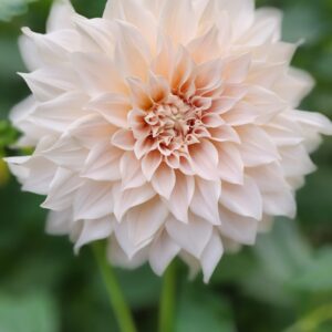 Dahlia Cafe Au Lait