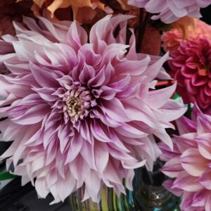 Dahlia Cafe Au Lait Royal
